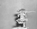 Mouse and Microscope